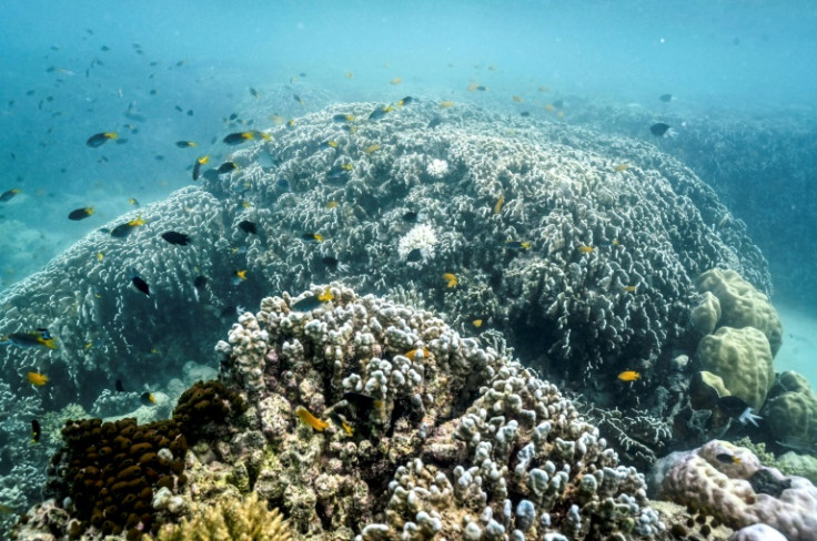 Mass bleaching events along the reef occurred in 1998, 2002, 2016, 2017, 2020, 2022 and now 2024