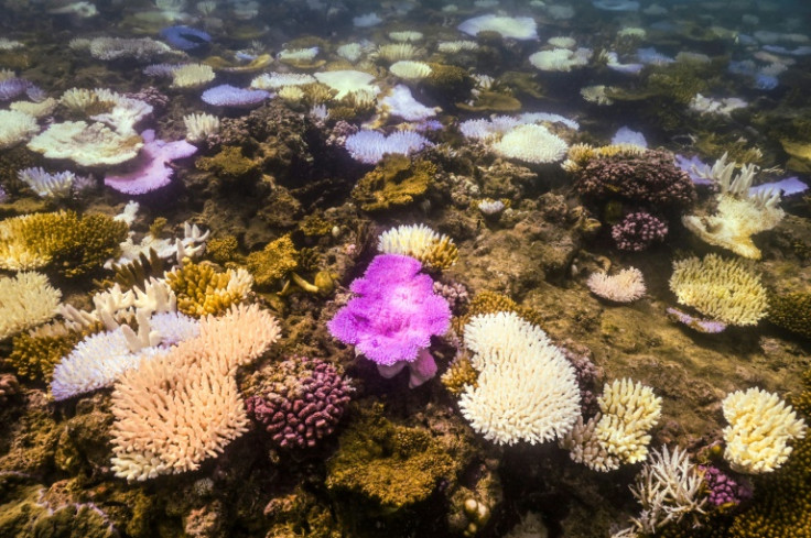 Bleached and dead coral around Lizard Island on the Great Barrier Reef