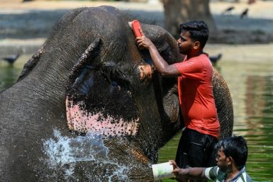 Caretakers bathe an elephant at a zoo in Mumbai as authorities across South and Southeast Asia issue extreme heat warnings