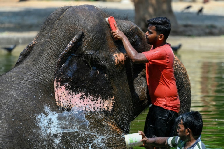 Caretakers bathe an elephant at a zoo in Mumbai as authorities across South and Southeast Asia issue extreme heat warnings