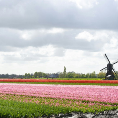Dutch tulip farmers are worried about Brexit