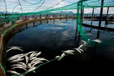 Around 63 million salmon died prematurely in Norway last year