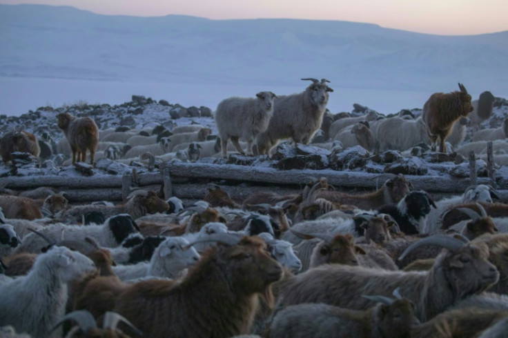 Soaring demand for cashmere abroad has seen the size of Mongolia's livestock population triple since 1990