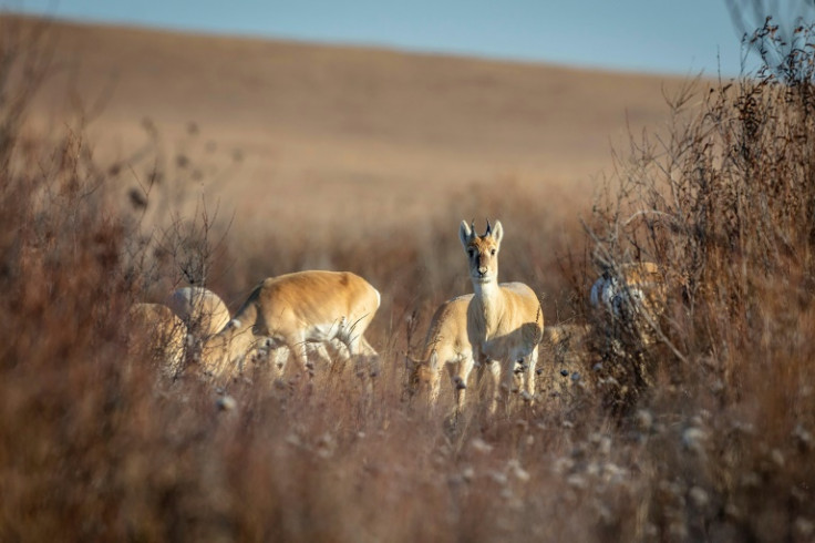 Mongolian gazelles are among the species threatened by ever-growing herds grazing in their traditional habitats