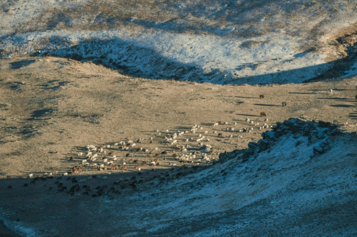 Goats and sheep graze in a valley near Jargalant Mountain in western Mongolia