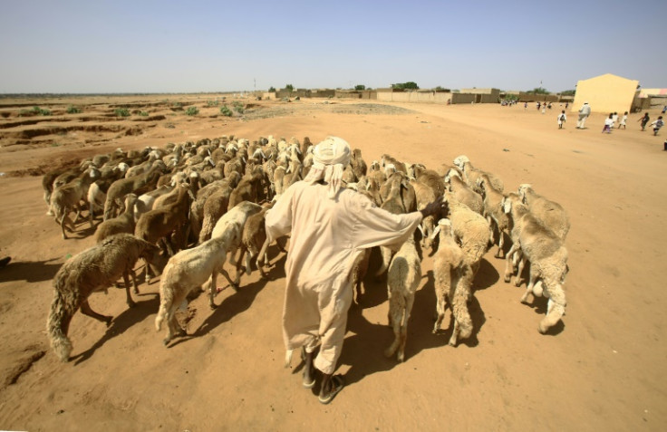 In September, 2016, a man herds his sheep in Abu Shouk camp for internally displaced people near North Darfur's state capital El-Fasher -- eyewitnesses report fighting 'is now inside' the camp