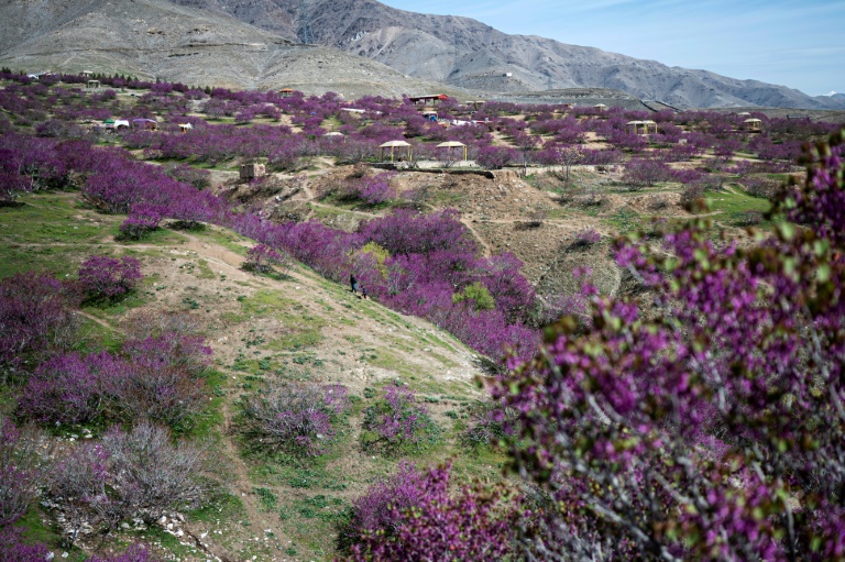 Taliban Poets Sing Praise Of New Afghan Order