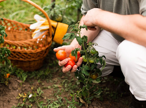 The Role of Organic Carbon Fertilizers in Global Food Security