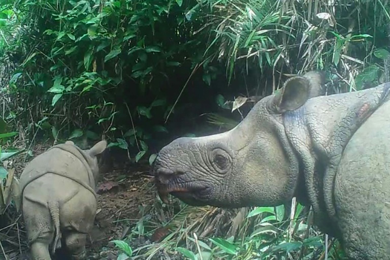 Javan Rhino Clings To Survival After Indonesia Poaching Wave