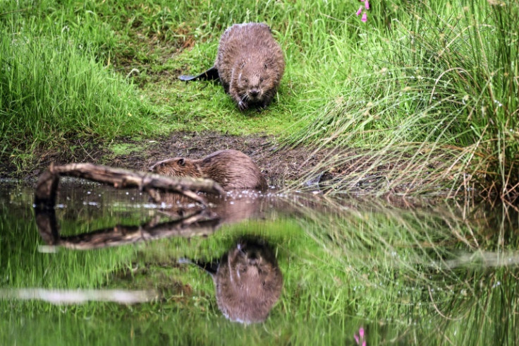 Beavers were reintroduced into the wild in Scotland in 2009