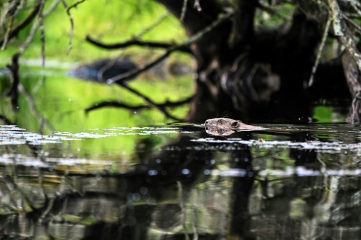 Some landowners believe their presence is beneficial because they can help prevent flooding