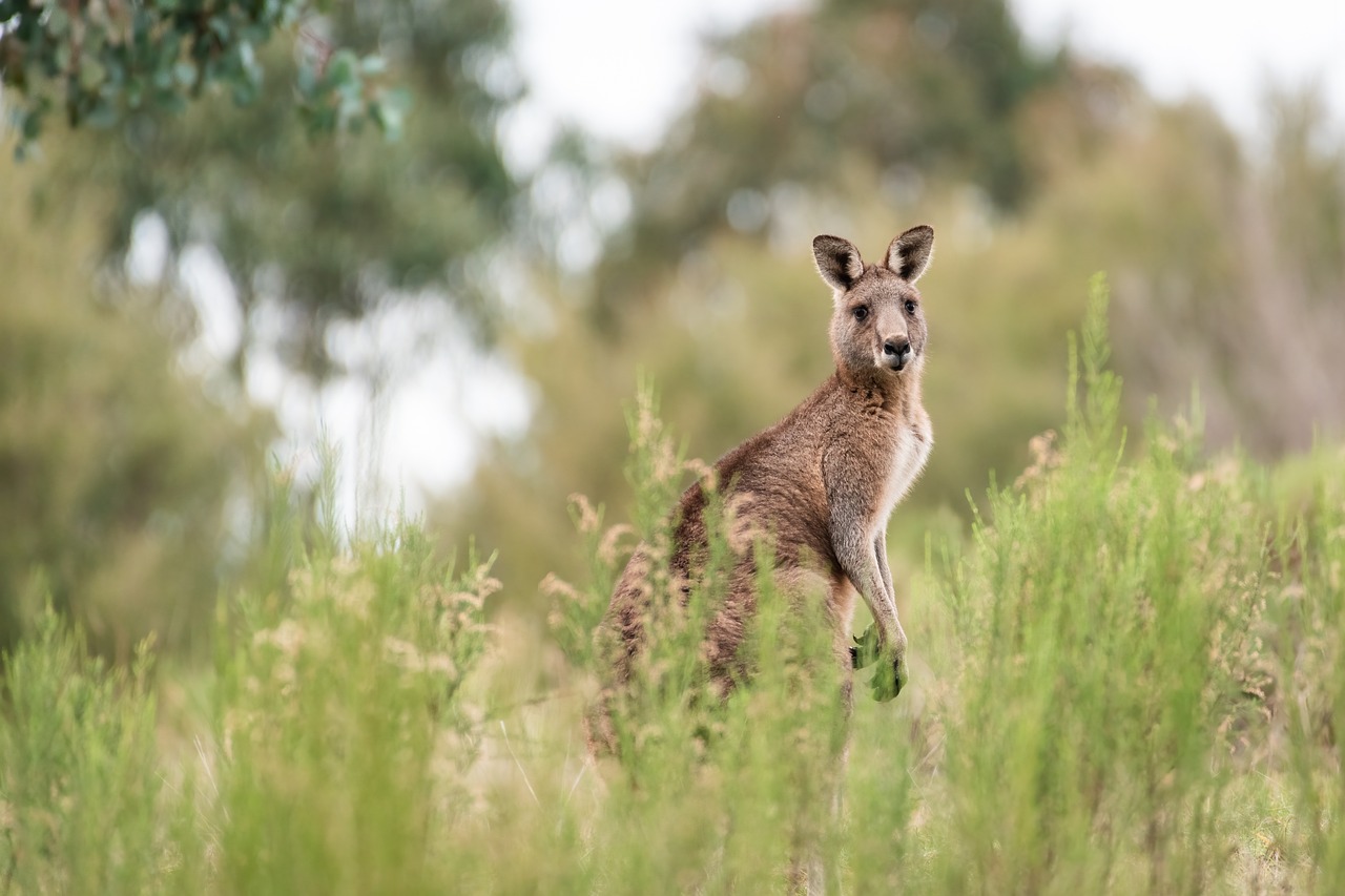 At Least 84 Kangaroos Found Dead With Gunshot Wounds, Vehicle Injuries In Victoria