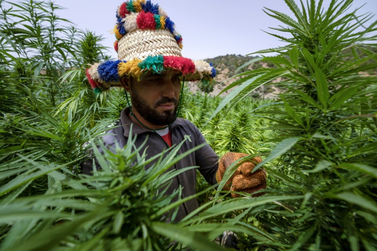 In Morocco, Cannabis Growers Come ‘Out Of The Shadows’