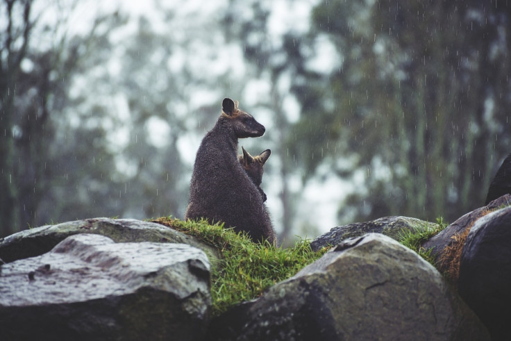 Kangaroo-Aus