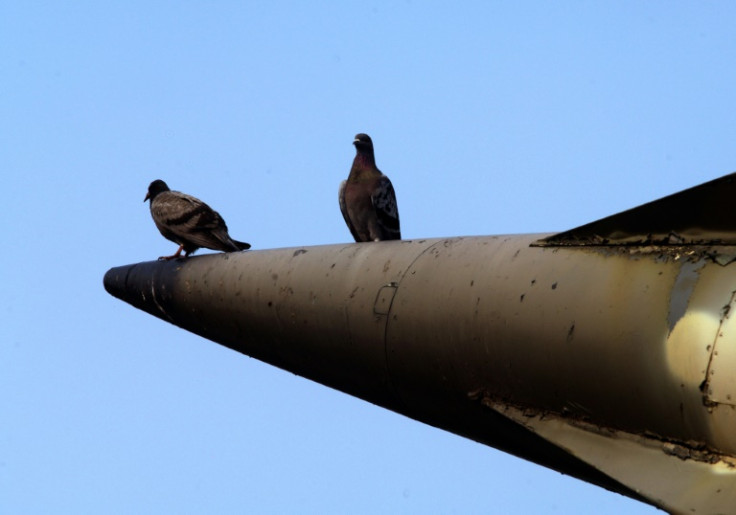 Research showing that pigeons can be used to guide missiles was awarded one of this year's Ig Nobel prizes