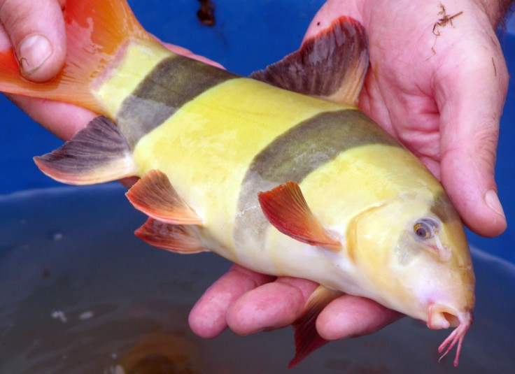 The loach fish's ability to breathe through its anus inspired researchers to win the physiology Ig Nobel
