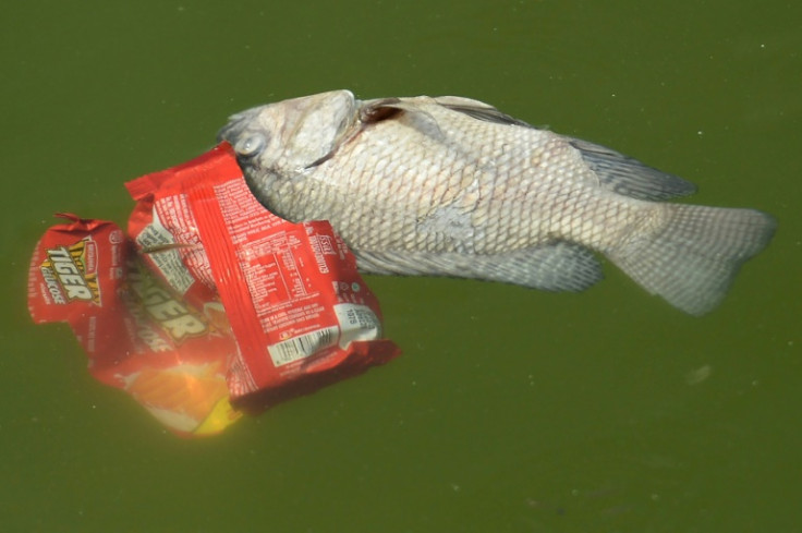 The physics prize was awarded for "demonstrating and explaining the swimming abilities" of a dead fish