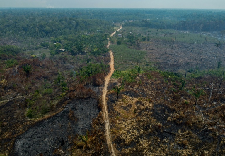 Germany Joins Criticism Of EU Anti-deforestation Law