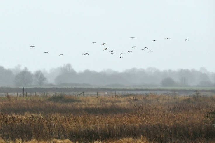 Campaigners fear a project to build a hub for offshore wind power could hit local wildlife