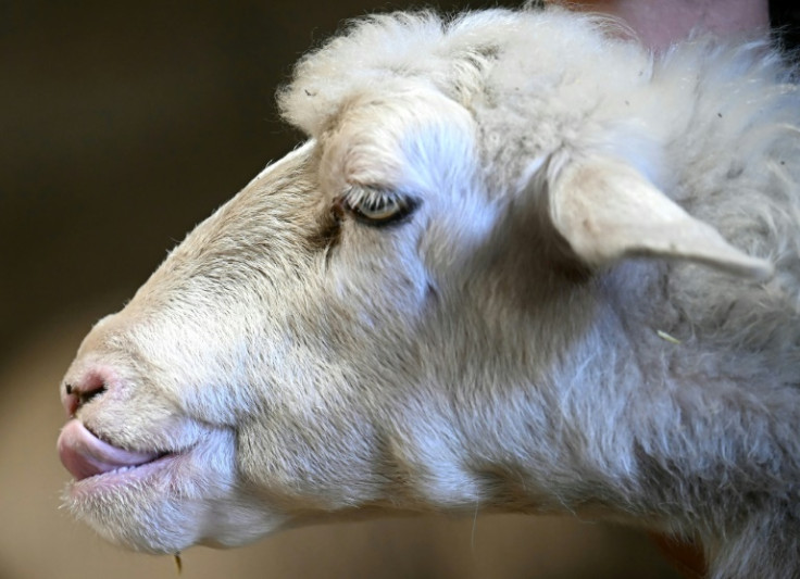 Bluetongue once peaked in August but in recent years has done so in November