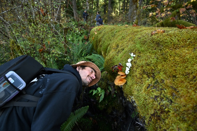 Mushroom Hunters Seek New Species And Recognition