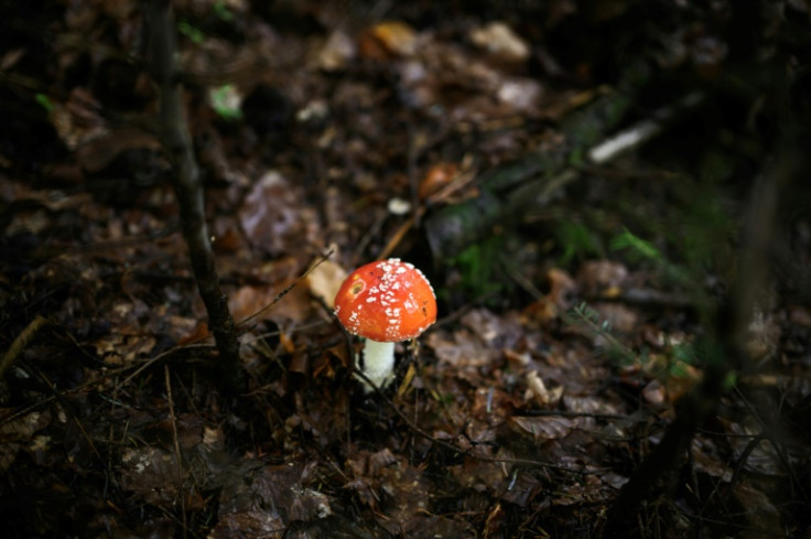 There are concerns about the impact of mushroom picking on biodiversity