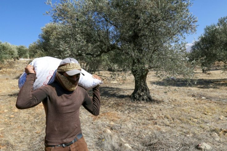 The olive groves of Kfeir are just 9 kilometres from the Israeli-annexed Golan Heights