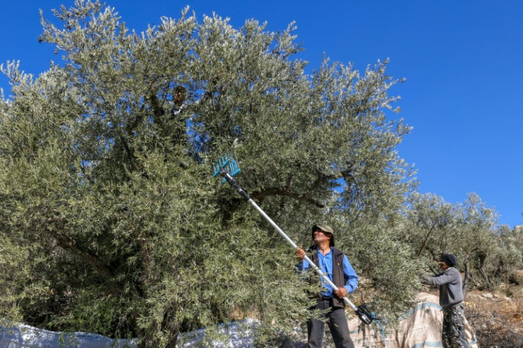 Beating the branches with sticks to make the ripe fruit fall from the tree