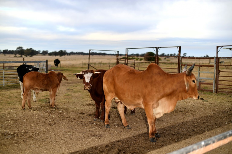 China Lifts Final Bans On Australian Red Meat As Trade Row Nears End