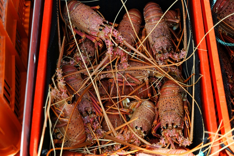 China Lifts Rock Lobster Ban, Bringing End To Australian Trade Barriers