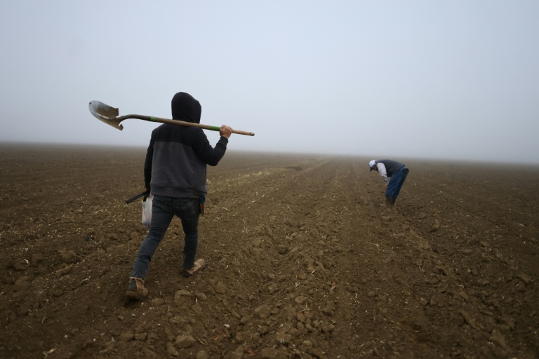 US Farmers Fret Over Trump’s Deportation Plans