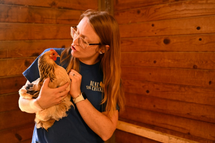 Victoria Lee holds a chicken from her flock at her California farm, which provides egg-laying birds for the "Rent The Chicken" service in the US