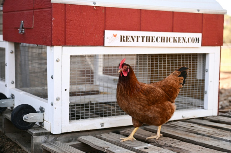 Agricultural service "Rent the Chicken" offers different options that range from around $500 to over $1,000 for six months, depending on location and number of birds desired