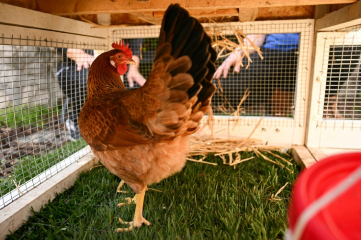 An egg-laying hen gets acclimated to their new yard after the chickens and a portable chicken coop were delivered to a house as part of the "Rent The Chicken" service in southern California