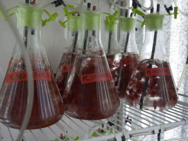 Vials used to test how algae reacts to different conditions at Sea Forest's headquarters in Triabunna, Tasmania