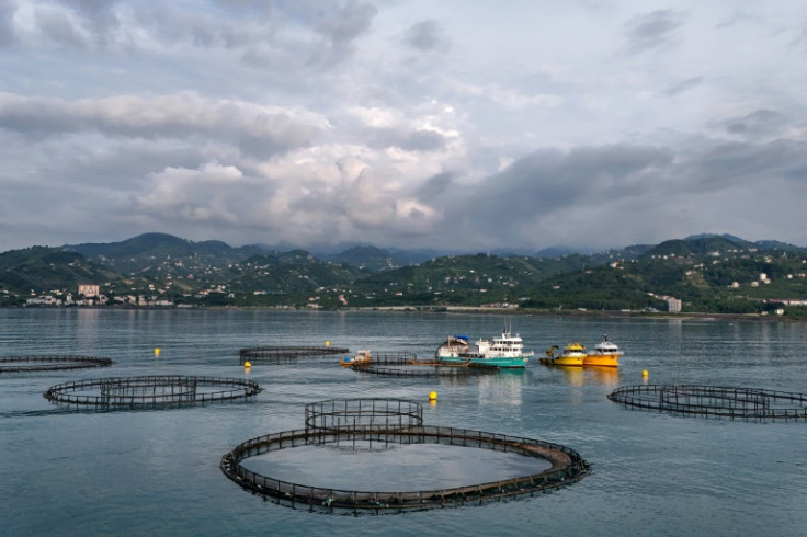 Turkey exported over 78,000 tonnes of trout raised in its Black Sea waters last year, 16 times more than in 2018