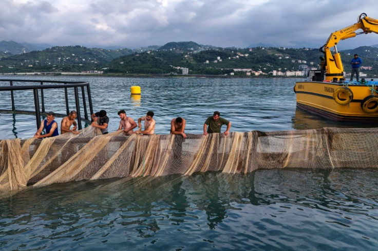Some local fishermen say the intensive trout farming is driving away other Black Sea species