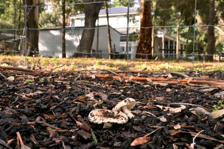 A computer seized from Erin Patterson's house had browsed a website pinpointing death cap mushrooms spotted a short drive from her house a year before the lunch, police said