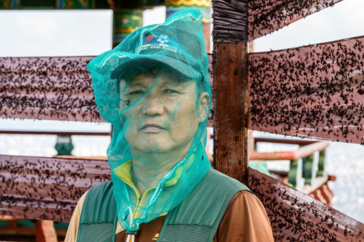 On Gyeyangsan Mountain, west of Seoul, at their worst dead lovebugs were 'stacked more than 10 centimetres high, says local official Jung Yong-sun, tasked with pest-control duties