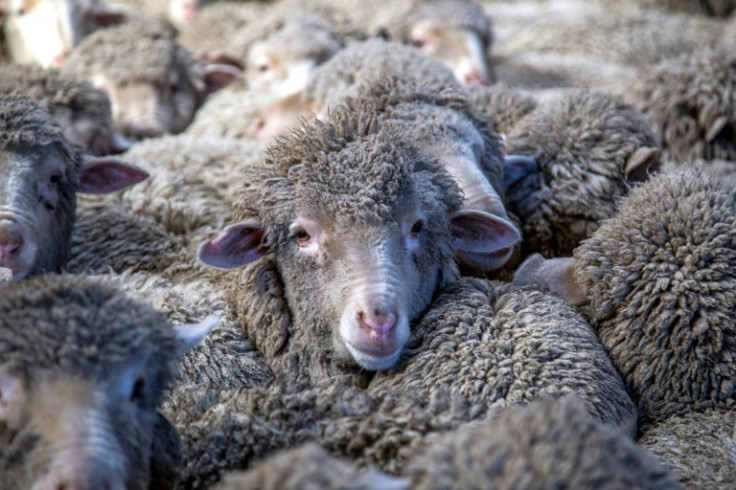 New Zealand sheep farmers are fighting to protect grazing land from spreading pine plantations, which earn government subsidies to absorb carbon emissions.