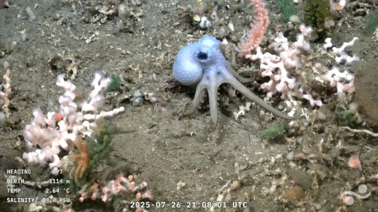 The conversations between the scientists allow amateur enthusiasts a rare insight into the wonders of marine biology