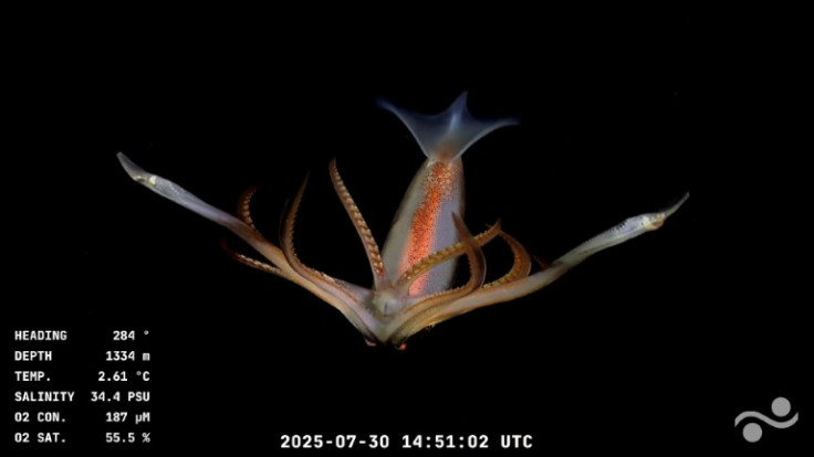 Scientists operate a robot to collect biological samples from the seafloor