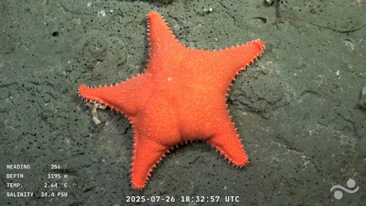 The broadcast of this dark, cold, and vibrant underwater universe has gone viral