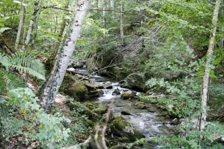 An untouched part of the riverbed of the Dosnica river in Mount Kozuf near the city of Gevgelija