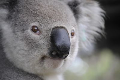 World Happiness Report 2026: Australia Ranks Outside Top 10 Again