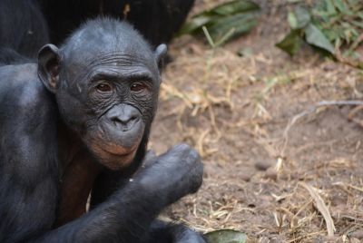 Bonobos