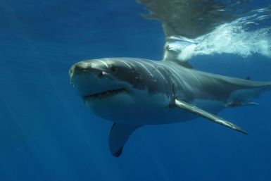 Great White Shark