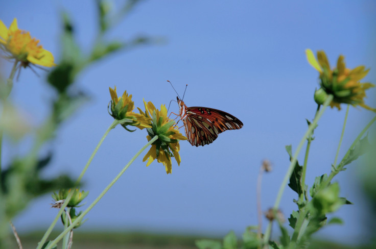 Is Today the First Day of Spring? Yes — Vernal