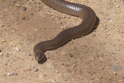 Eastern brown snake