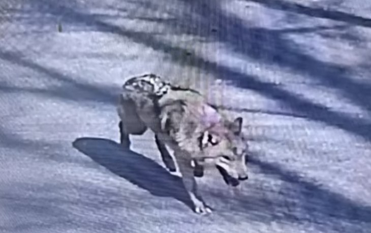 Daejeon O-World Wolf Escape Sparks Two-Day Search as 'Neukgu' Remains 